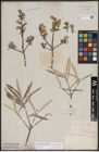 Foto von Salix candida Flüggé ex Willd. x Salix petiolaris Sm.